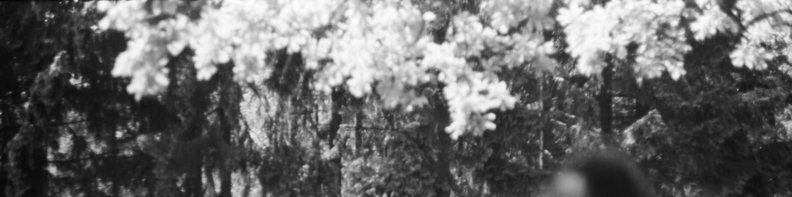 Flowers-In-Black-And-White