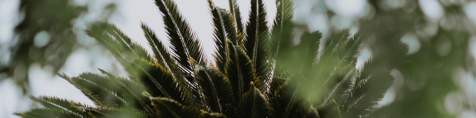 Got-Some-Spiky-Leaves