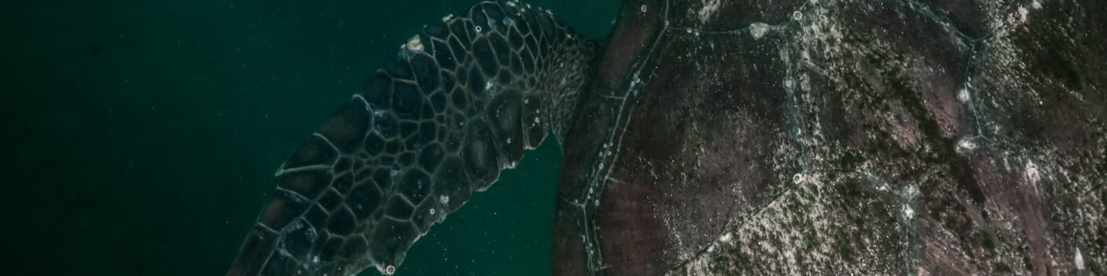 How-Hard-Is-This-Shell