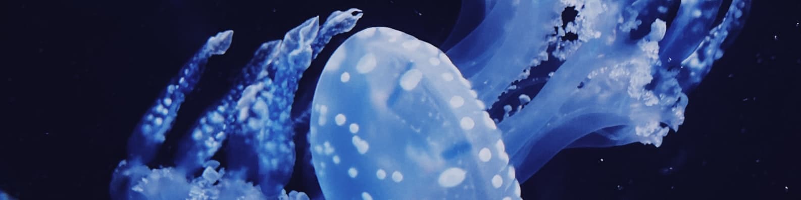 Please-Do-Not-Sting-Me-Jelly-Fish